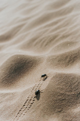 scarab on sand