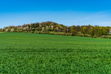 green field with a hill in the background of flowering trees and a beautiful blue sky