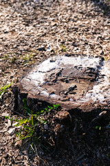 sawn stump with white juice in spring close-up