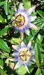 Fetid passionflower, Scarletfruit passionflower, Stinking passionflower (Passiflora foetida)
