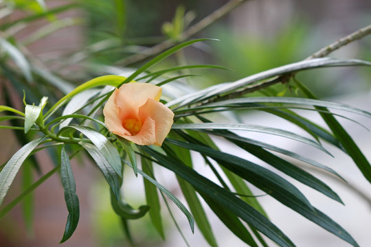 A single delicate salmon pink colored Cascabela thevetia flower growing on a tree