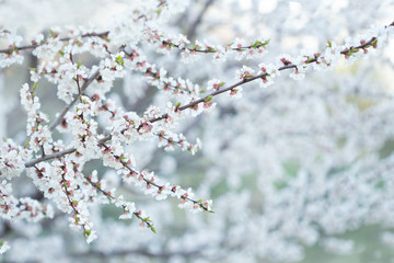cherry blossom in spring