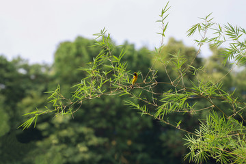 The yellow Oriole bird on stick bamboo tree in garden at thailand