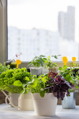 Fresh aromatic culinary herbs on windowsill. Arugula and purple basil in white pot. Kitchen garden of herbs, urban gardening concept.