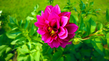 pink dahlia flower in the garden