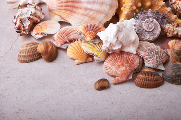 Shells of many types and sizes are found on our shelling beaches.