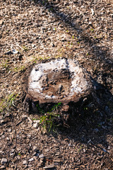 sawn stump with white juice in spring close-up
