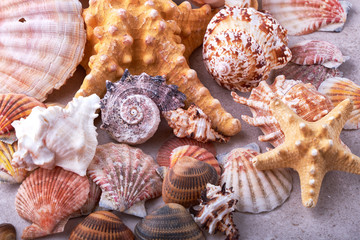 Shells of many types and sizes are found on our shelling beaches.