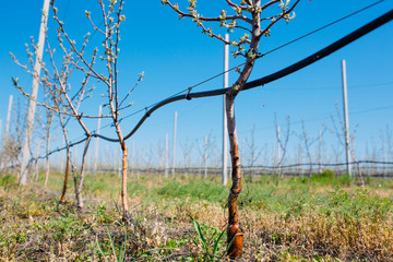 Obraz premium Apple orchard garden in springtime with rows of trees with blossom.