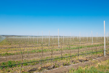 Apple orchard garden in springtime with rows of trees with blossom.