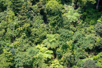 Tropical trees in the jungle forest on a mountain hill near the city of Danang, Vietnam. Top view
