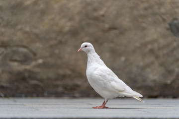 White dove sits on the sidewalk in a mountain village near the city of Danang, Vietnam