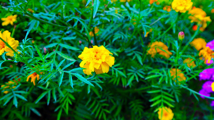 Signet Marigold Flower on Blooming Season