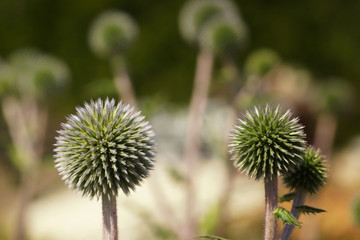 Spiky balls in summer garden