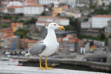 Seagull with Porto old town view. 