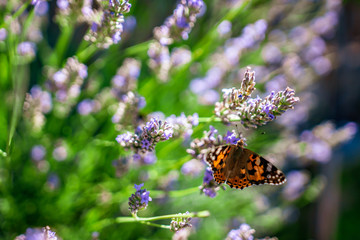 Schmetterling auf Lavendelpflanzen