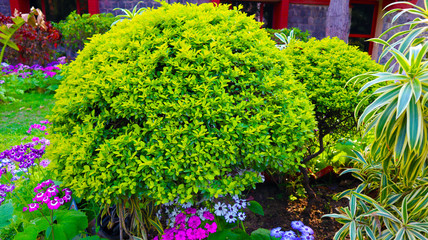 green grass with tiny flowers in garden
