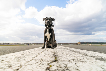 Portrait of adorable labrador at Tempelhof Field, Berlin, Germany.