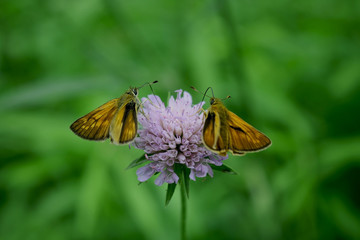 butterfly on flower