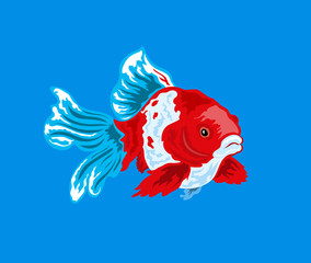 Exotic red multi-colored fish