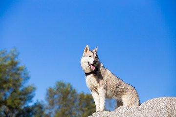 Portrait of adorable husky at public park over a rock.