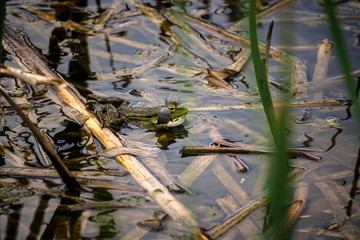 Teichfrosch in Teil