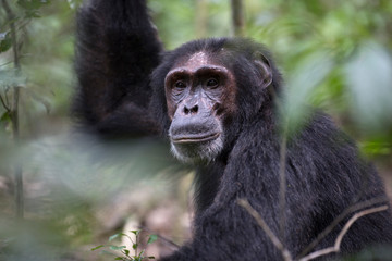 Portrait of wild chimpanzee primate