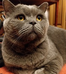 cat, animal, pet, feline, domestic, british, cute, portrait, kitten, fur, eyes, gray, grey, pets, animals, eye, blue, beautiful, kitty
