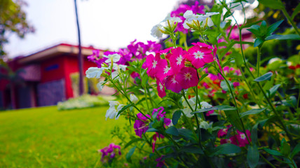 Fototapeta na wymiar pink, white and violet flower bunch in garden