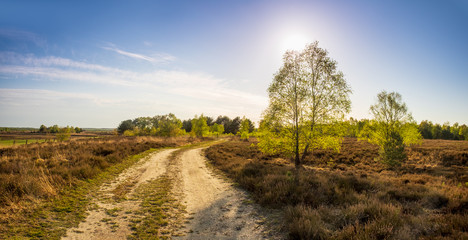 Lane running through the spring deciduous forest at sunset.