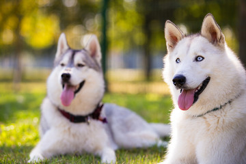 Portrait of two husky laydown at park, Zagreb, Croatia.