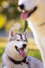 Portrait of two adorable husky at park, Zagreb, Croatia.