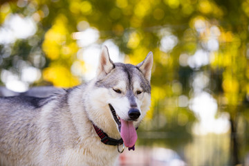 Obraz premium Portrait of adorable husky at public park during autumn, Croatia.