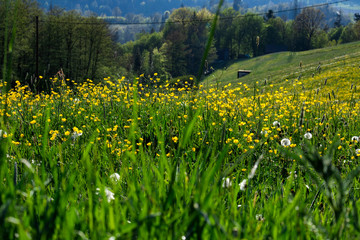 Fototapeta premium Blumenwiese im Frühling