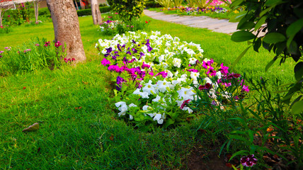 Amaze Spring Flower in beautiful colors