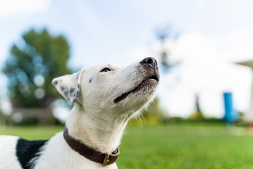 Close up of adorable puppy sitting at public park, Zagreb, Croatia.