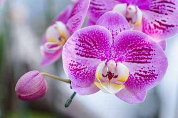 Orchid flower in orchid garden at winter or spring day for beauty and agriculture design. Phalaenopsis Orchidaceae.