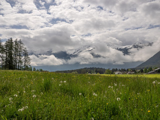 Mountain view with green meadow in the foreground, forest and snowcapped mountains in the background. Clear sky on a summer’s day.