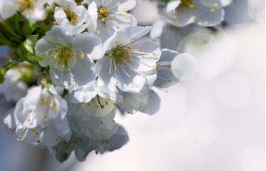 Branches of blossoming cherry with soft focus .