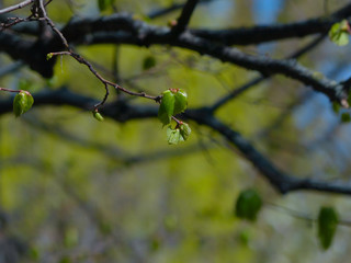 green leaves on a branch in the spring