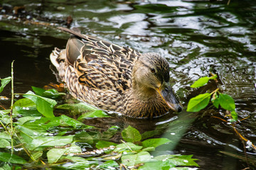 Portrait weibliche Stockente