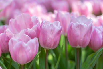 Obraz premium Tulip flower and green leaf background in tulip field at winter or spring day for decoration and agriculture concept design.