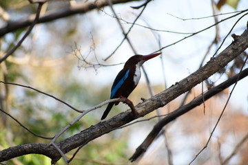 Common Indian kingfisher bird on a tree closeup