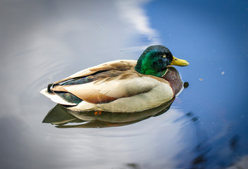 Colourful sleeping male Mallard Duck close up