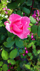 Fototapeta premium Beautiful pink rose in garden