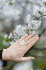 In the hands of the girl white cherry petals