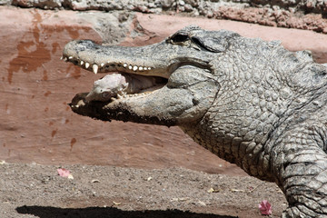 Obraz premium Mississippi-Alligator