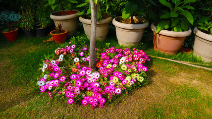 pink, white and violet flower bunch in garden