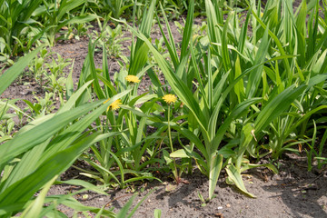 Blooming dandelion flower with green leaves on a sunny day.