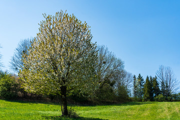 green pastures and trees blooming in spring on a clear day with blu e sky, czech beskydy